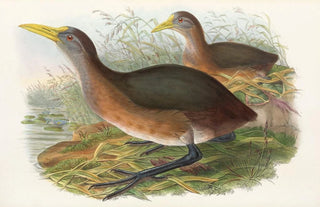 John Gould - The Birds of New Guinea and the adjacent Papuan islands Pl69.webp