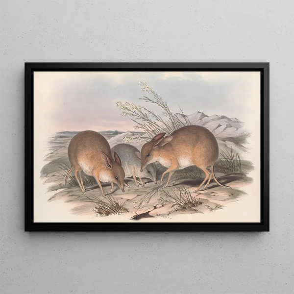 Die Säugetiere Australiens Pl006 - John Gould — gerahmtes Bild an der Wand