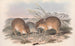 Die Säugetiere Australiens Pl006 - John Gould — Ansicht des Kunstwerks