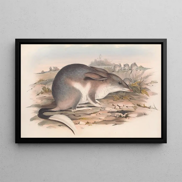 John Gould - The mammals of Australia Pl007.webp
