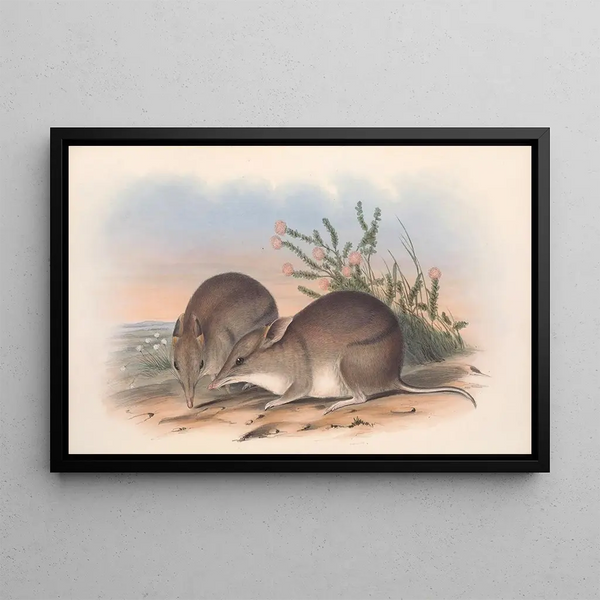 Die Säugetiere Australiens, Pl010 - John Gould — gerahmtes Bild an der Wand