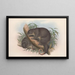 Die Säugetiere Australiens Pl020 - John Gould — gerahmtes Bild an der Wand