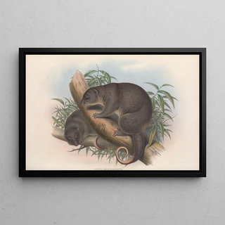 John Gould - The mammals of Australia Pl020.webp