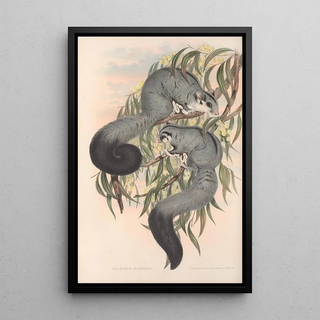 John Gould - The mammals of Australia Pl022.webp