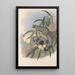 Die Säugetiere Australiens Pl023 - John Gould — gerahmtes Bild an der Wand