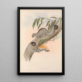 John Gould - The mammals of Australia Pl025.webp