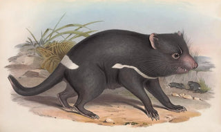 John Gould - The mammals of Australia Pl027.webp