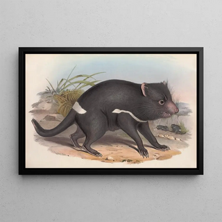 John Gould - The mammals of Australia Pl027.webp