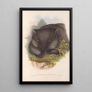 John Gould - The mammals of Australia Pl033.webp