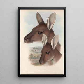 John Gould - The mammals of Australia Pl039.webp