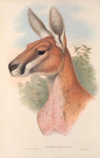 John Gould - The mammals of Australia Pl042.webp
