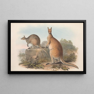 John Gould - The mammals of Australia Pl045.webp