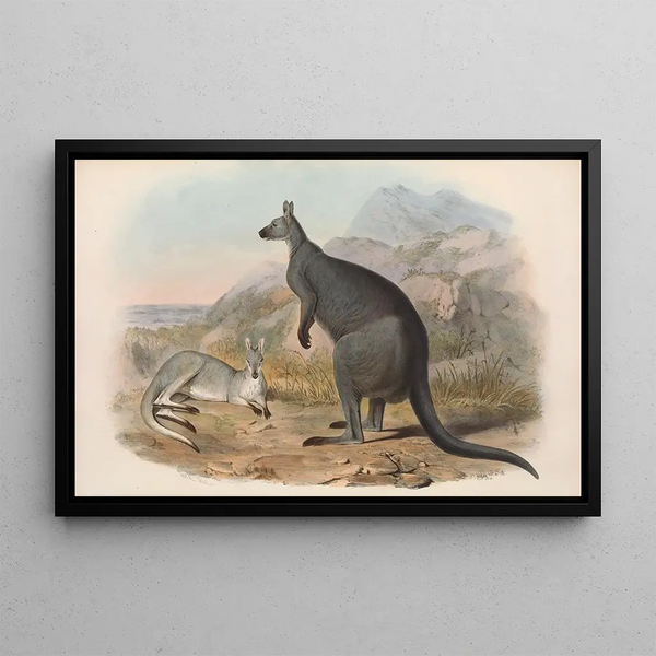 Die Säugetiere Australiens, Pl047 - John Gould — gerahmtes Bild an der Wand