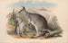 Die Säugetiere Australiens Pl049 - John Gould — Ansicht des Kunstwerks
