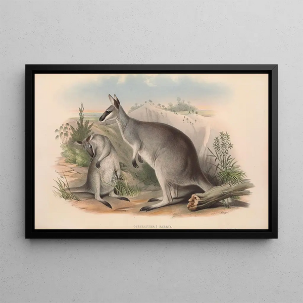 Die Säugetiere Australiens Pl049 - John Gould — gerahmtes Bild an der Wand