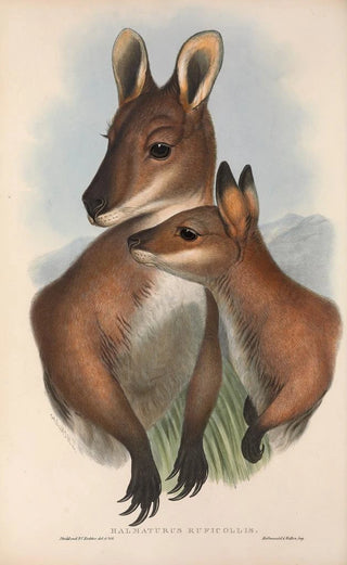 John Gould - The mammals of Australia Pl050.webp