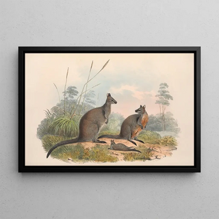 John Gould - The mammals of Australia Pl059.webp