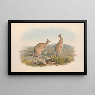 John Gould - The mammals of Australia Pl061.webp