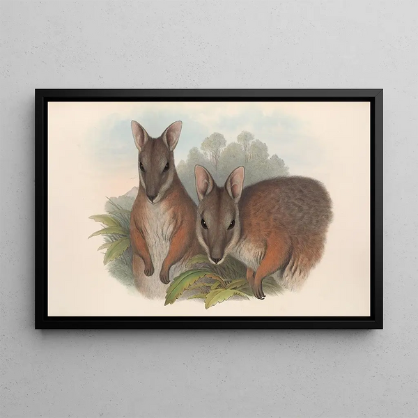Die Säugetiere Australiens Pl065 - John Gould — gerahmtes Bild an der Wand