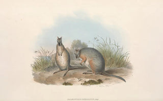 John Gould - The mammals of Australia Pl066.webp