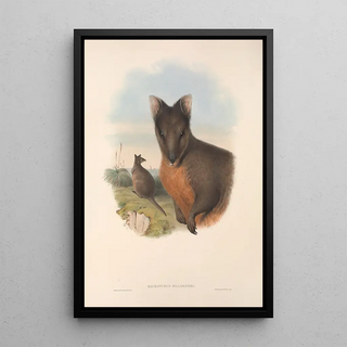 John Gould - The mammals of Australia Pl071.webp