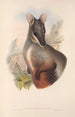 Die Säugetiere Australiens Pl075 - John Gould — Ansicht des Kunstwerks