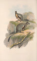 Die Säugetiere Australiens Pl078 - John Gould — Ansicht des Kunstwerks