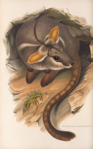 John Gould - The mammals of Australia Pl079.webp