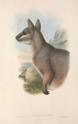 John Gould - The mammals of Australia Pl081.webp