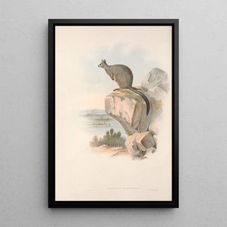 John Gould - The mammals of Australia Pl082.webp