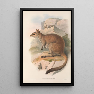 John Gould - The mammals of Australia Pl084.webp