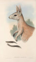 Die Säugetiere Australiens Pl088 - John Gould — Ansicht des Kunstwerks