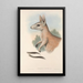 Die Säugetiere Australiens Pl088 - John Gould — gerahmtes Bild an der Wand