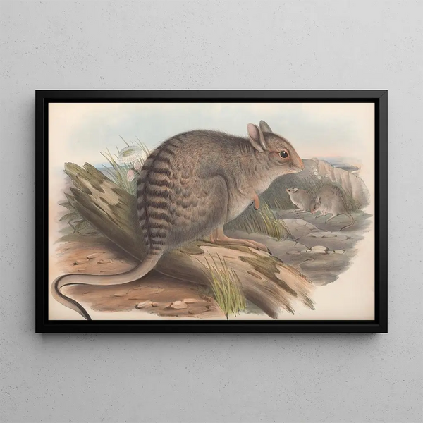 Die Säugetiere Australiens Pl092 - John Gould — gerahmtes Bild an der Wand