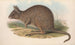 Die Säugetiere Australiens Pl093 - John Gould — Ansicht des Kunstwerks