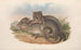 Die Säugetiere Australiens Pl100 - John Gould — Ansicht des Kunstwerks
