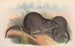 Die Säugetiere Australiens Pl105 - John Gould — Ansicht des Kunstwerks
