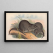 Die Säugetiere Australiens Pl105 - John Gould — gerahmtes Bild an der Wand