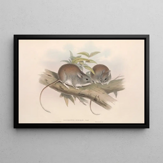 John Gould - The mammals of Australia Pl108.webp