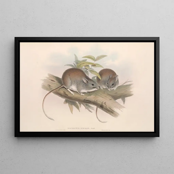 John Gould - The mammals of Australia Pl108.webp