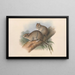 Die Säugetiere Australiens Pl109 - John Gould — gerahmtes Bild an der Wand