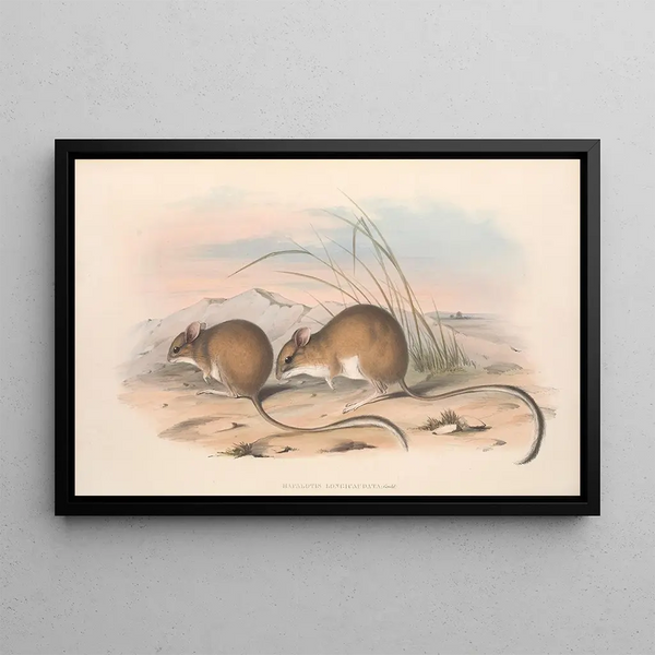 Die Säugetiere Australiens Pl114 - John Gould — gerahmtes Bild an der Wand