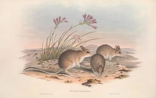 John Gould - The mammals of Australia Pl115.webp