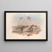 Die Säugetiere Australiens Pl115 - John Gould — gerahmtes Bild an der Wand