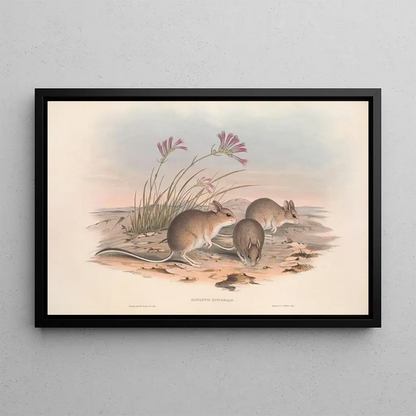 Die Säugetiere Australiens Pl115 - John Gould — gerahmtes Bild an der Wand