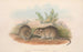 Die Säugetiere Australiens Pl119 - John Gould — Ansicht des Kunstwerks