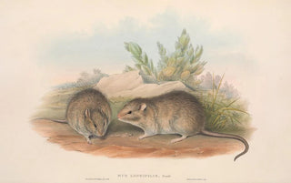 John Gould - The mammals of Australia Pl119.webp