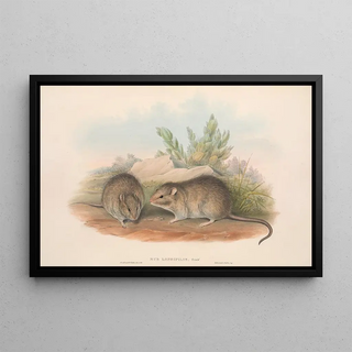 John Gould - The mammals of Australia Pl119.webp