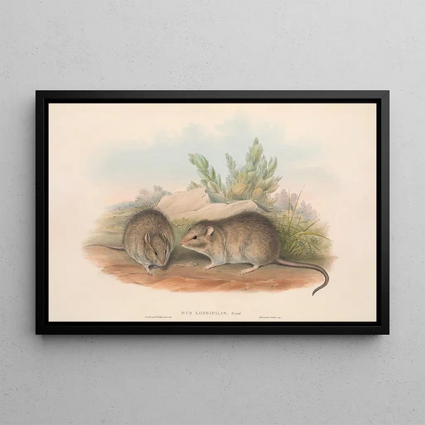 John Gould - The mammals of Australia Pl119.webp