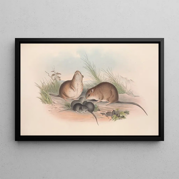 Die Säugetiere Australiens Pl120 - John Gould — gerahmtes Bild an der Wand